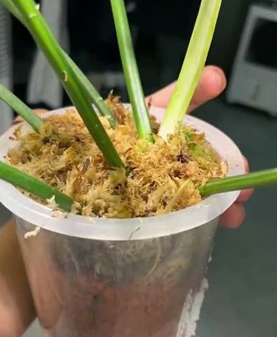 Review giá thể Seramis sau 3 tháng trồng Philodendron Kitian