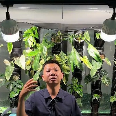 Thời gian Huy chiếu sáng cho kiểng lá trồng trong nhà là bao lâu?
