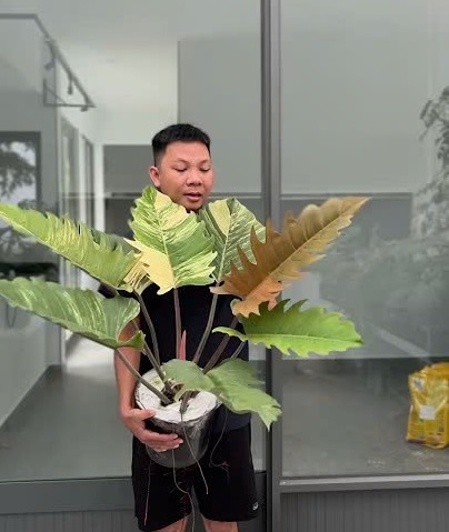 Philodendron Caramel Var Marble 1 dòng cây đẹp đáng chơi
