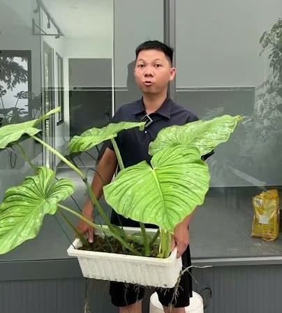 Kinh nghiệm chăm sóc philo mamei thân bò