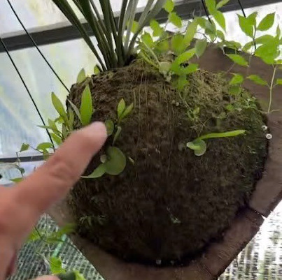 Cách cây ổ rồng đẻ con