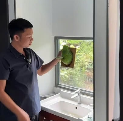 Cách tưới ổ rồng khi trồng trong nhà