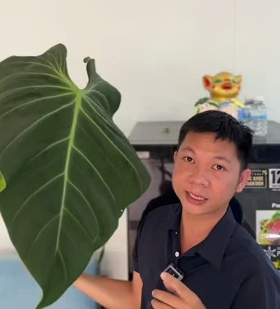 Cách decor kiểng lá trong nhà xanh lâu mà không cần trồng giá thể