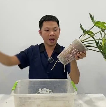 Check rễ cây Philodendron trong giá thể seramis và cutting