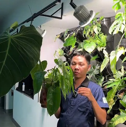 Cách trồng kiểng lá trong nước để Decor
