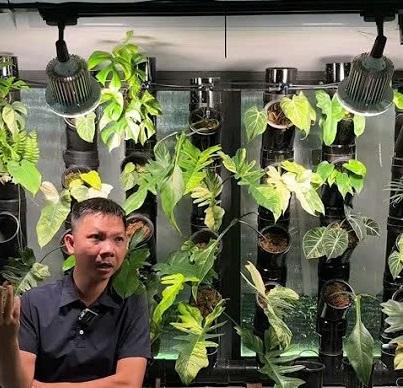 Bật đèn quang hợp bao nhiêu giờ mỗi ngày cho cây trong nhà?