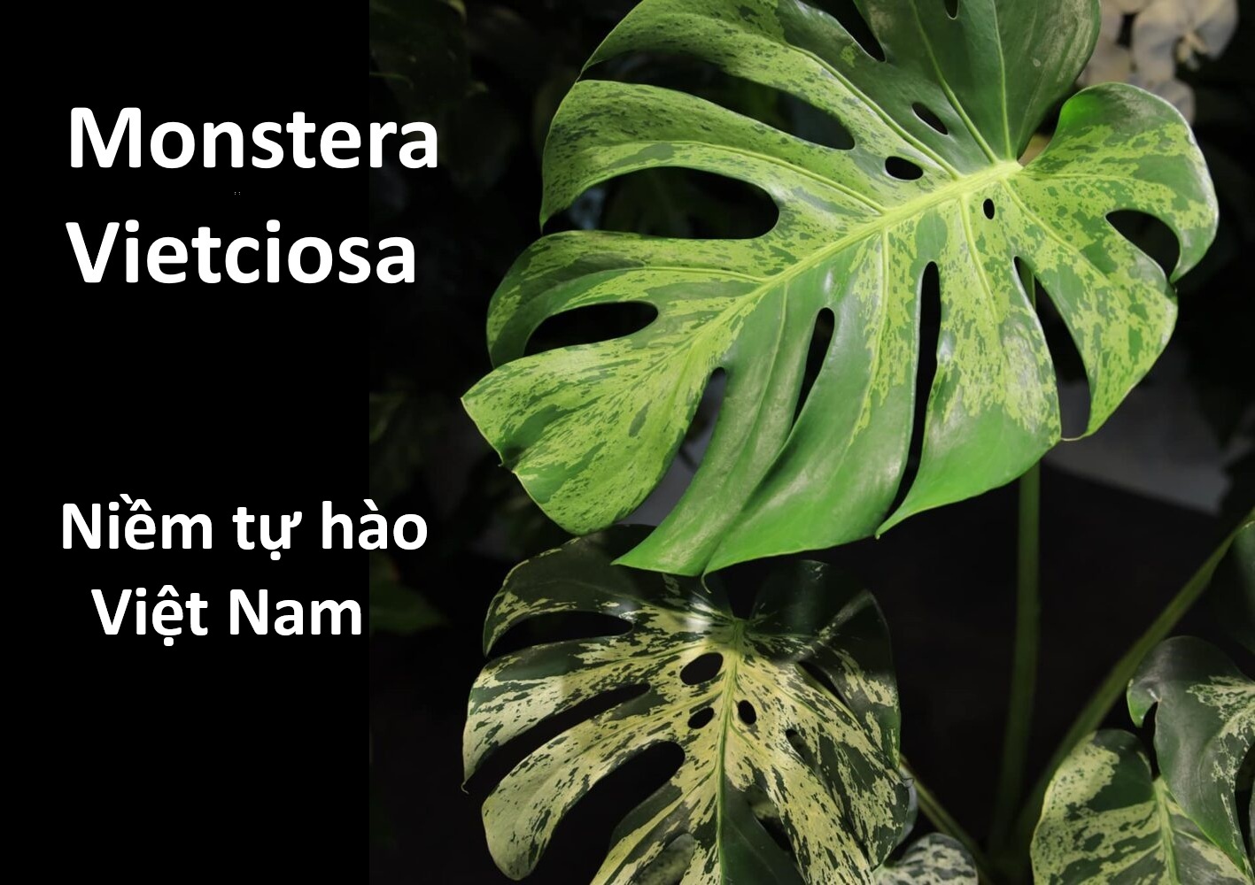 Monstera Vietciosa – Tự hào trầu bà lá xẻ đột biến mang dấu ấn Việt Nam