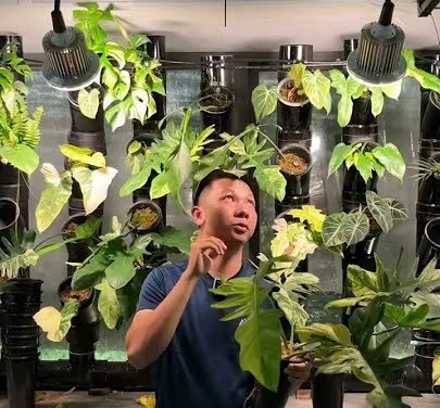 kinh nghiệm trồng philodendron trong nhà cùng đèn quang hợp
