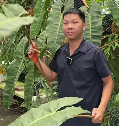 Kiểng Lá bị vàng lá gốc thì nên làm gì?