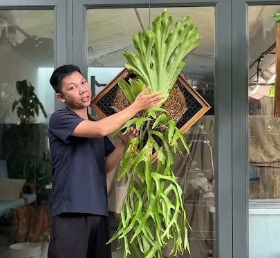 Cây ổ rồng và kinh nghiệm chăm sóc của Huy