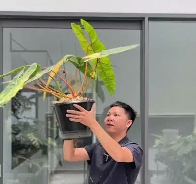Mẹo giúp cây Hạc Chân Cam upsize tăng kích thước