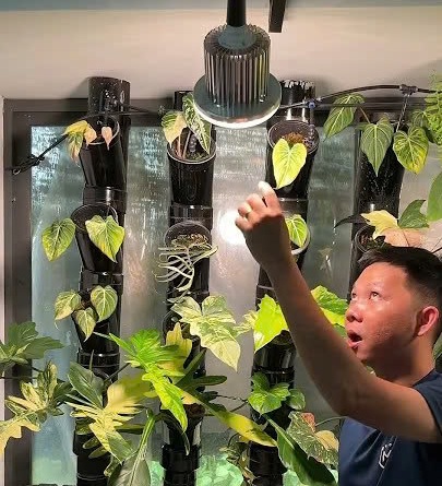 Cách Huy setup đèn quang hợp trồng cây trong nhà