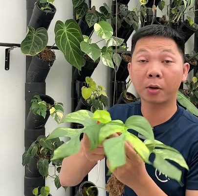 Cách Huy cutting nhân giống mini mons cây trong nhà