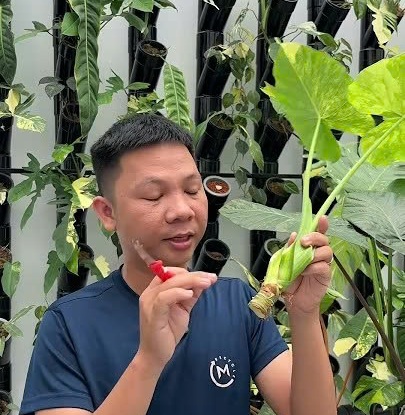 Hướng dẫn nhân giống cutting Alocasia