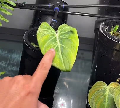 Đặt đèn quang hợp quá gần cây sẽ xảy ra điều này !