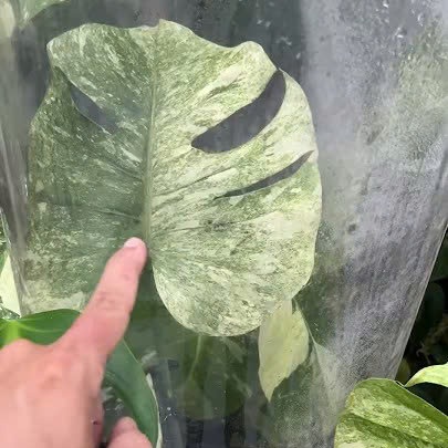 Cách dưỡng cây kiểng lá yếu sau cutting hoặc mới mua về