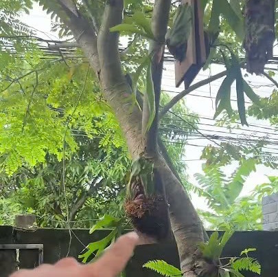 2 vị trí phù hợp treo cây ổ rồng coronarium