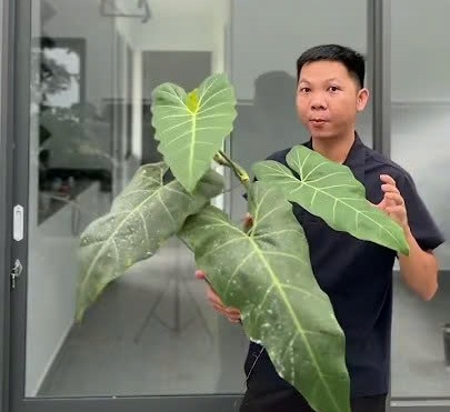 Philodendron Maximum và kinh nghiệm Huy chăm sóc