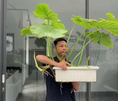 Philodendron Mamei và kinh nghiệm Huy chăm sóc