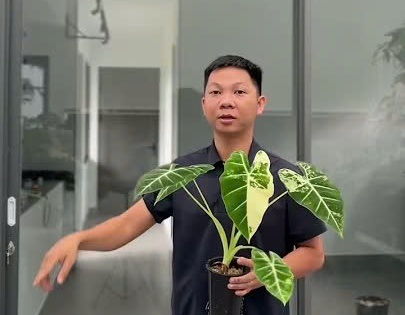 Cứu và phục hồi thành công cây Alocasia Frydek Var