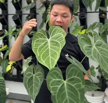 Anthurium Clari hybrid và kinh nghiệm Huy chăm sóc