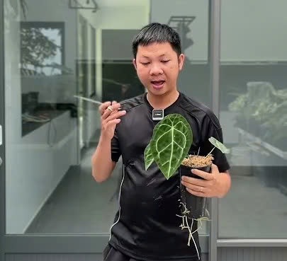 Anthurium bị vàng đầu lá và cách Huy xử lý