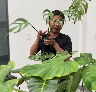 Monstera F8 và kinh nghiệm Huy chăm sóc