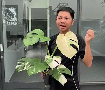 Monstera Albo bị full var sẽ ra sao?