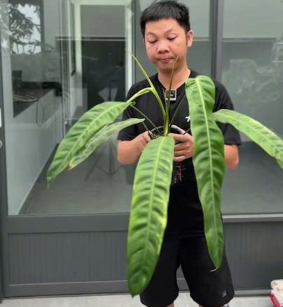 Philodendron Patriciae - Loài kiểng lá thuôn dài đẹp và lạ