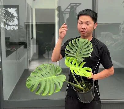 Monstera Roundform và Monstera BanhGiay của Huy
