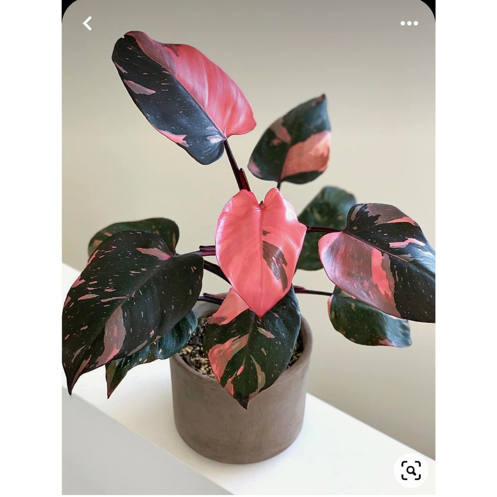 Philodendron Pink Princess - Cây trầu Bà Hồng Nương 