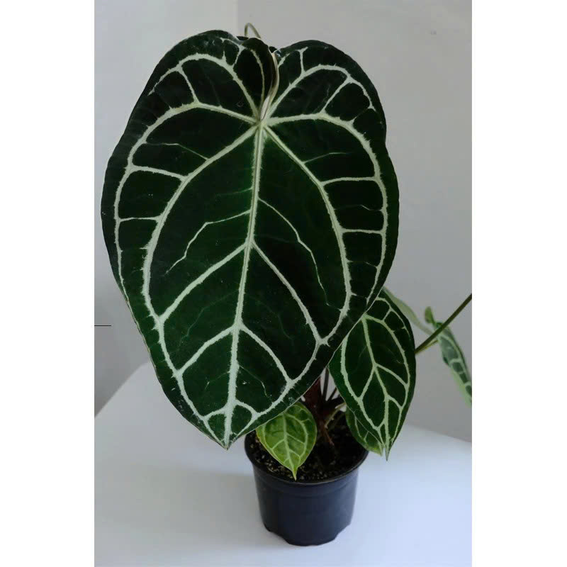 Cây anthurium crystallinum