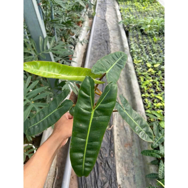 Hạc chân cam khỏe đẹp size lá 18-25cm