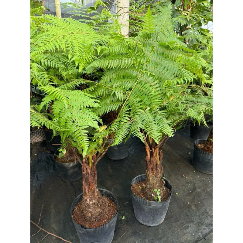 Dương xỉ thân gỗ thân cao 0.5m- 0.8m 