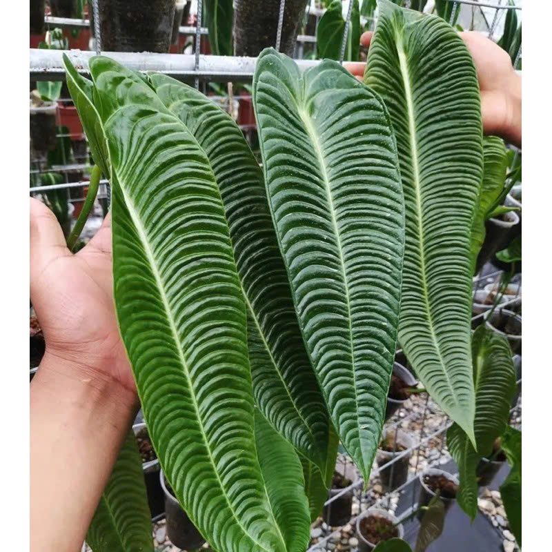 Anthurium King Narrow khỏe đẹp