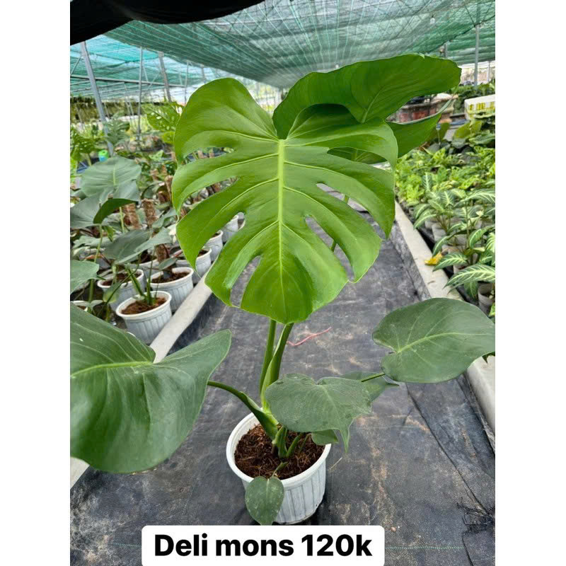 Monstera deli ( trầu bà lá xẻ )khỏe đẹp size 35-40cm