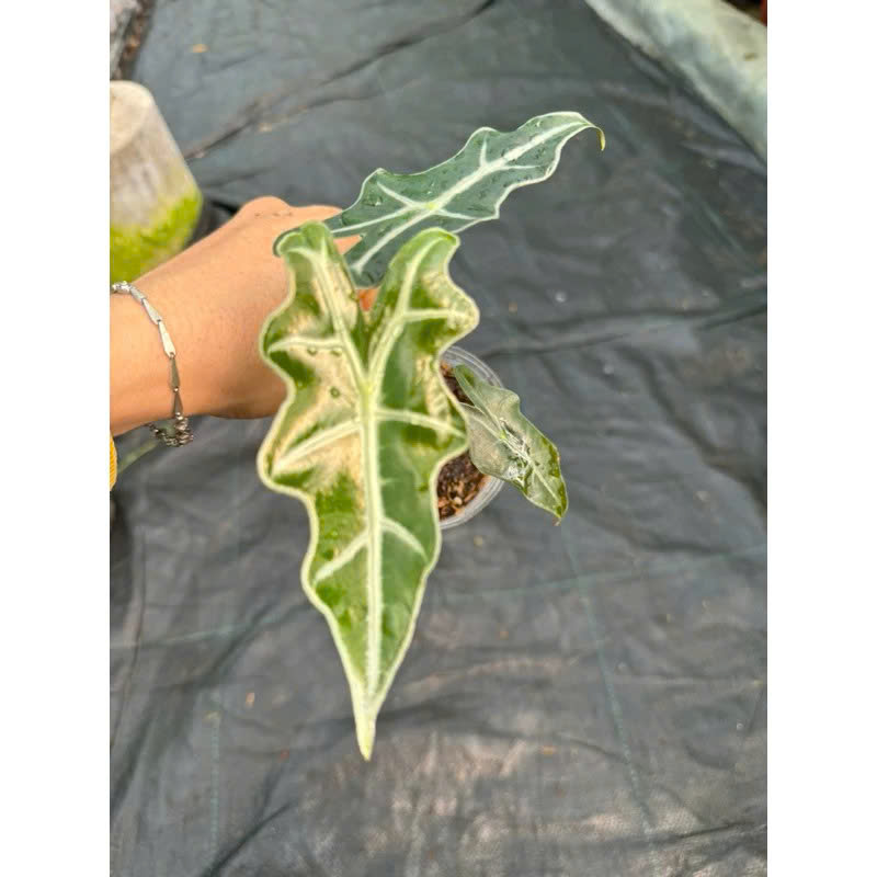 Alocasia Nobilis Cây Cảnh Khỏe Đẹp Tây Ninh