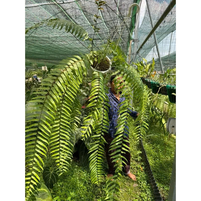 Dương xỉ thòng thái khỏe đẹp xum xuê dài khoảng 80cm-1m