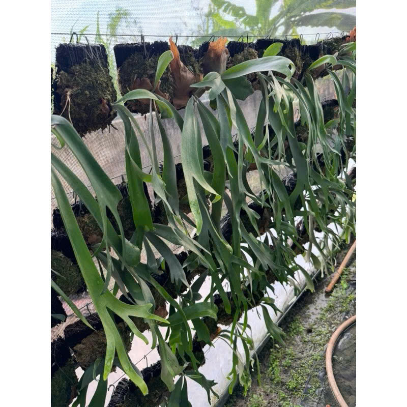 ổ rồng Willinckii Java đã thuần khỏe lên bảng dớn