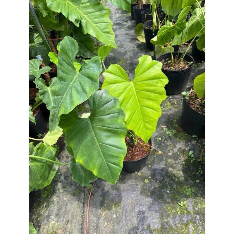 Philodenron Subin up size 25-35cm khỏe đẹp