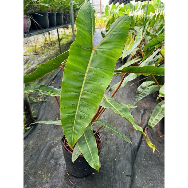 Hạc Chân Cam size 35-45cm