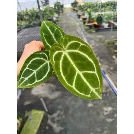 Anthurium Minahasa khỏe đẹp size nhỏ
