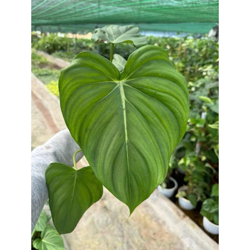 Philodenron Pasta khỏe đẹp đang up size 20-30cm