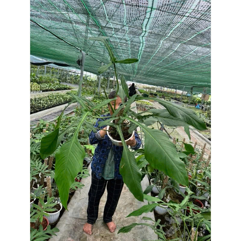Philodenron Joepii trầu bà kiến size 40-50cm