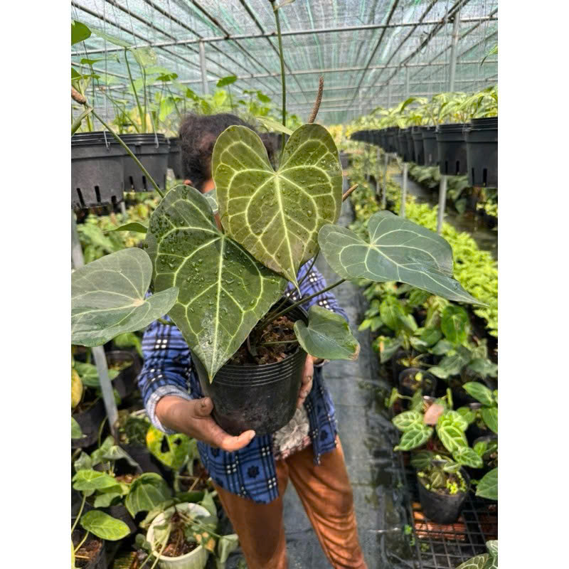 Anthurium Clari Hybrid khoẻ đẹp to