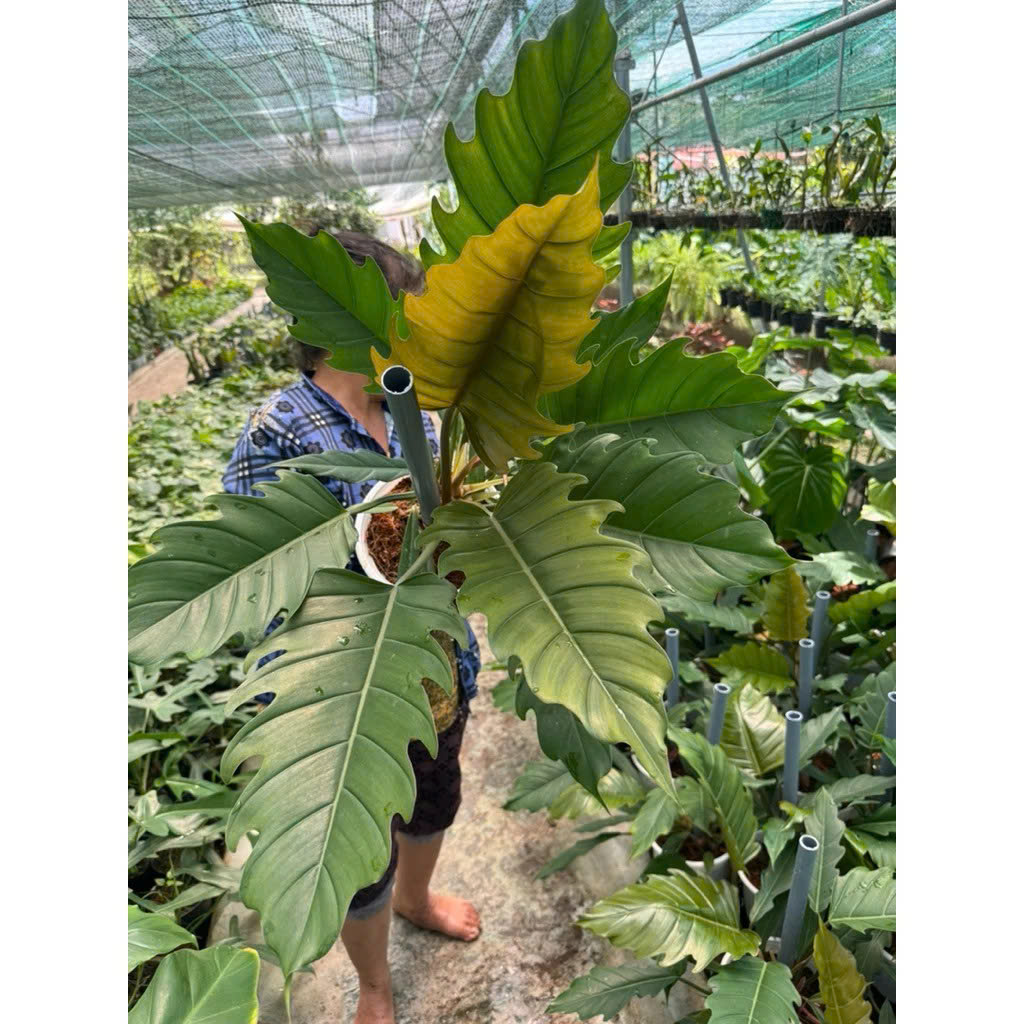 Philodenron Caramel khỏe đẹp chậu 2c leo trụ