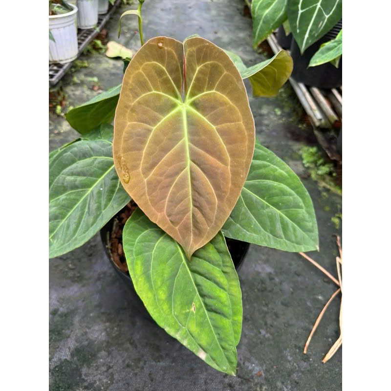 anthurium Dark Phonix x gladiator khỏe đẹp chậu size lá 25-30cm