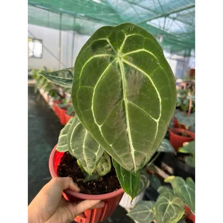 Anthurium Forgetii size lá khoảng 25cm