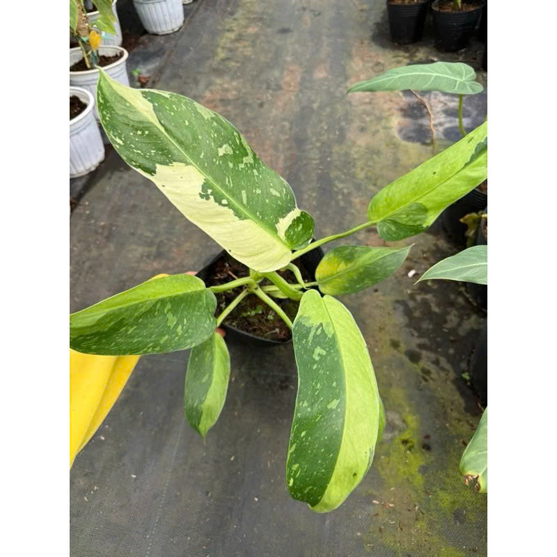 Philodenron Jose Buono khỏe đẹp