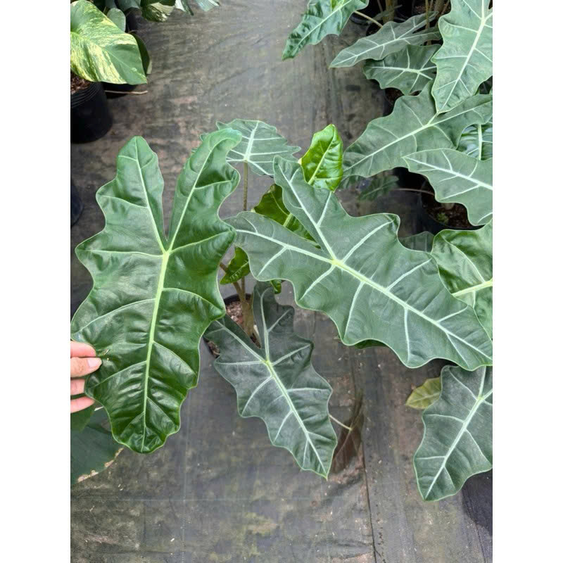 Alocasia pseudo đang up size 30-35cm
